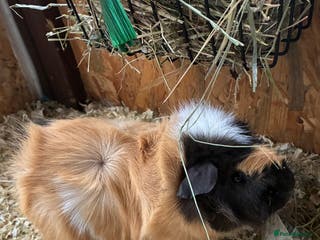 Guinea Pig rodents male guinea pig - Advert 16