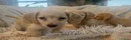 Miniature Dachshund dogs for sale: KC Longhaired Cream Miniature Dachshund Puppies - Advert 29