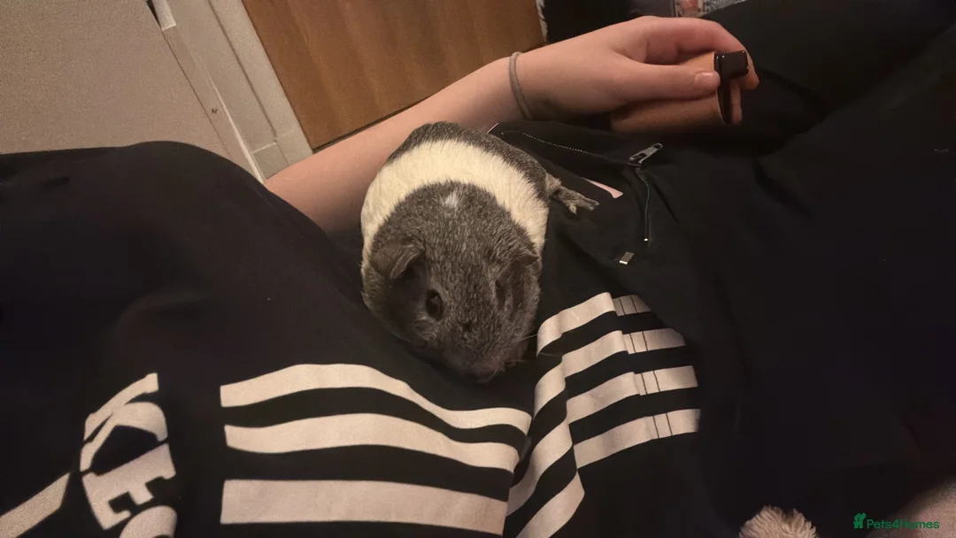 Guinea Pig rodents for sale: 2 boars  in Dundee - Advert 2