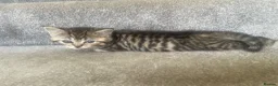 Mixed Breed cats for sale: Adorable Persian-X kittens for sale  - Advert 8