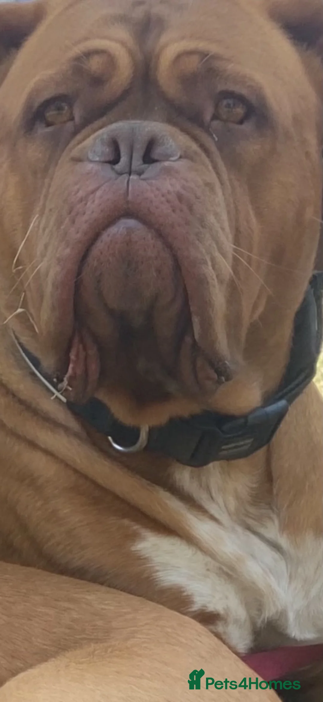 Dogue De Bordeaux dogs for sale: KC Registered Dogue De Bordeaux Puppies  - Advert 3