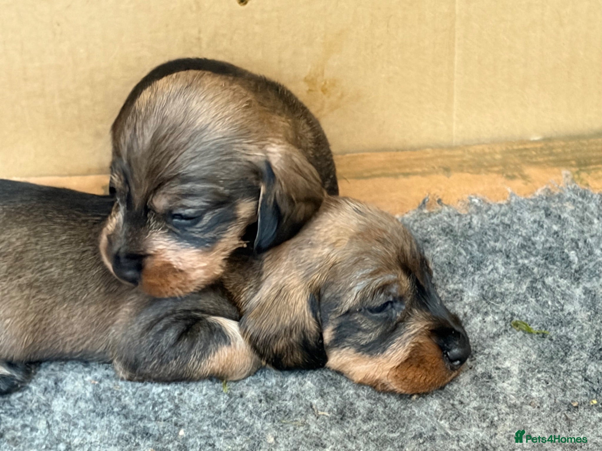Dachshund dogs Teckel (Wire haired dachshund) - Advert 5