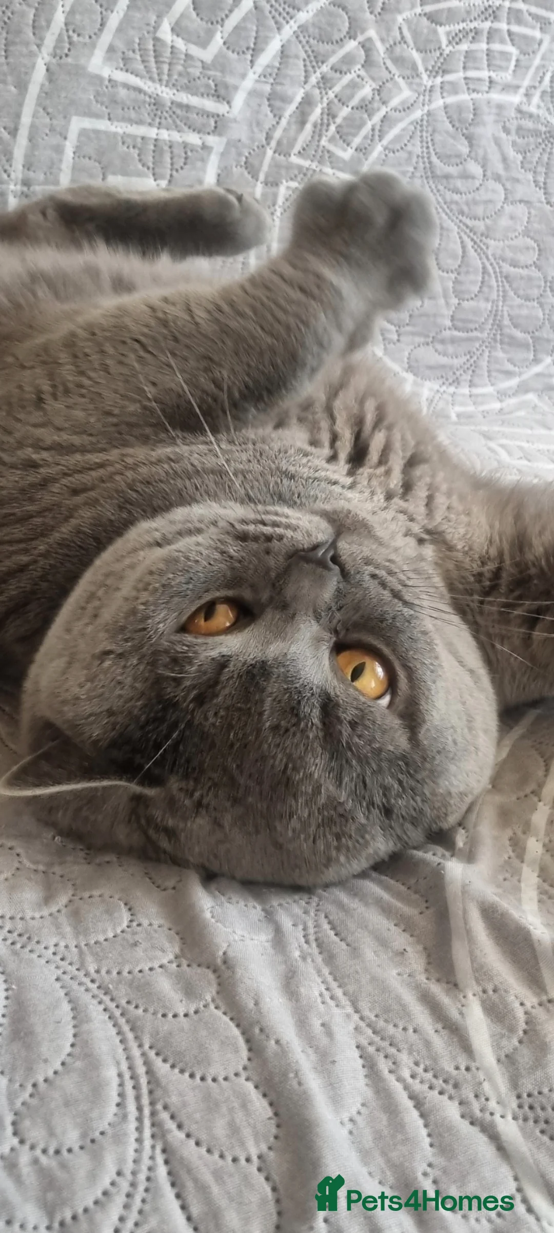 British Shorthair cats for stud: British short hear boy for stud, not for sale - Advert 2