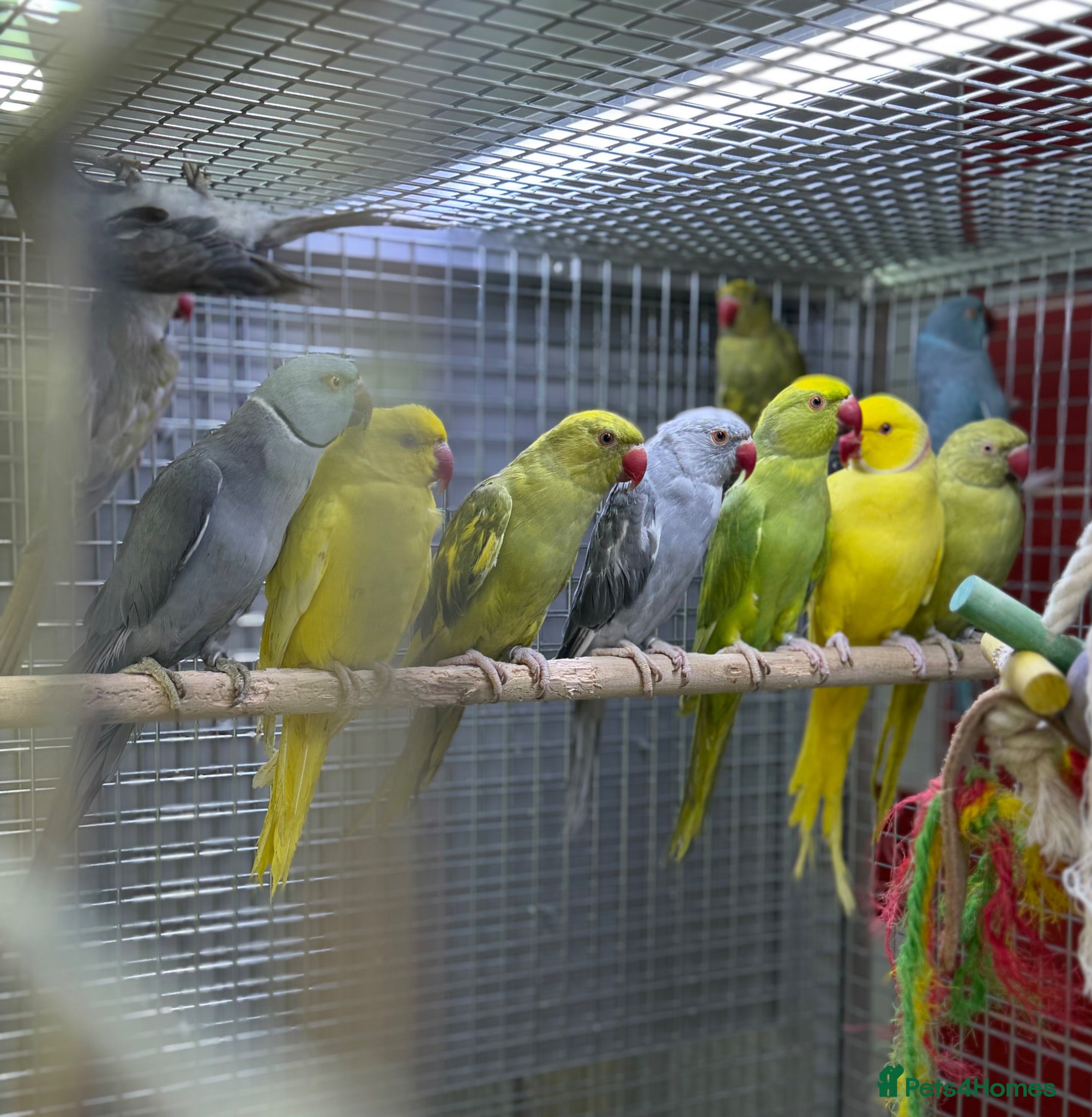 Ringnecks birds Ringneck  - Advert 1