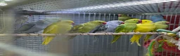 Ringnecks birds for sale: Ringneck  - Advert 1