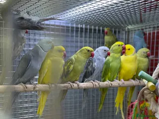 Ringnecks birds for sale: Ringneck - Advert 2