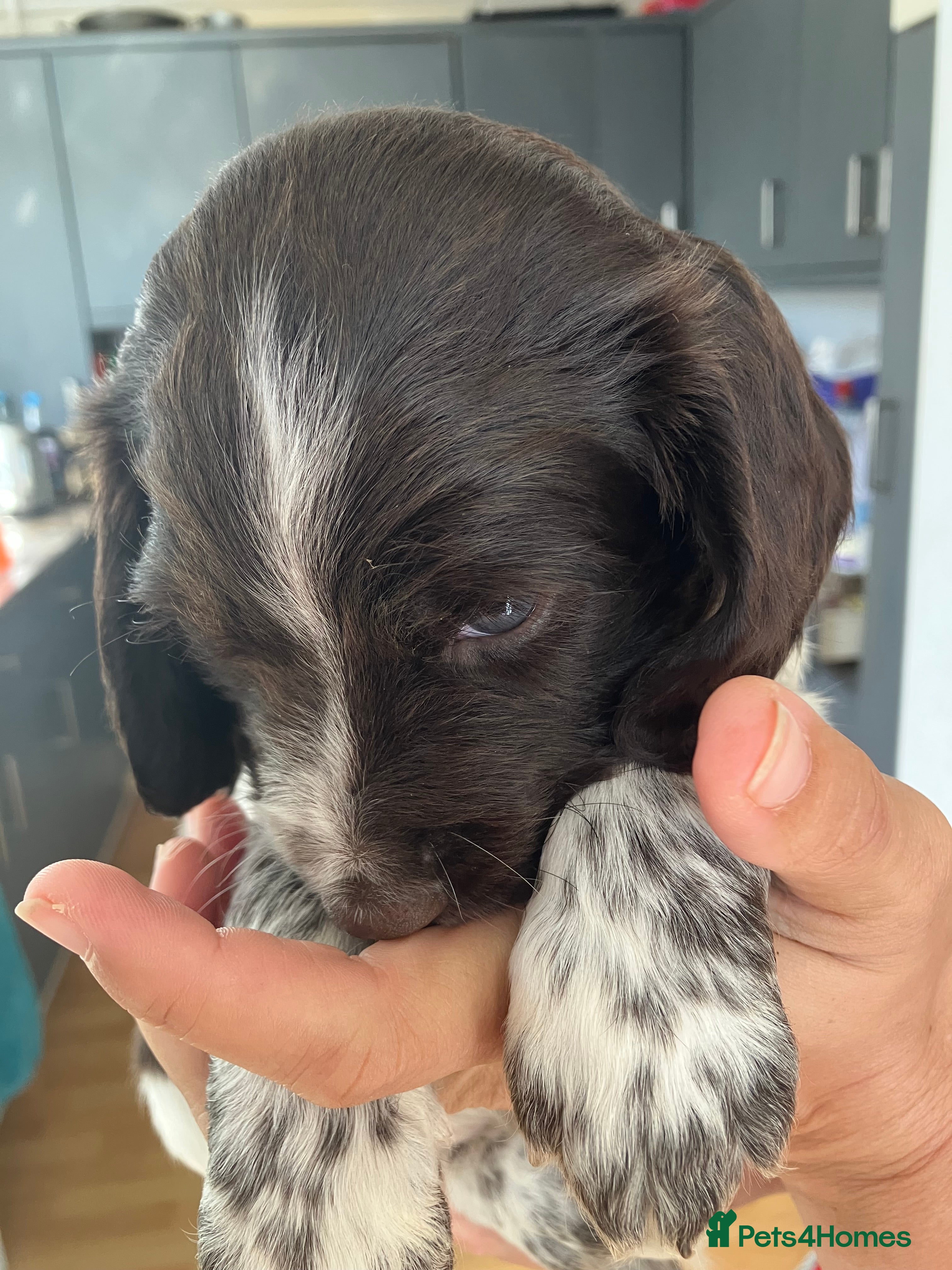 Sprocker dogs Sprockers for sale - Advert 2