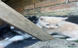 Mixed Breed cats for sale: Kittens for sale  - Image 40