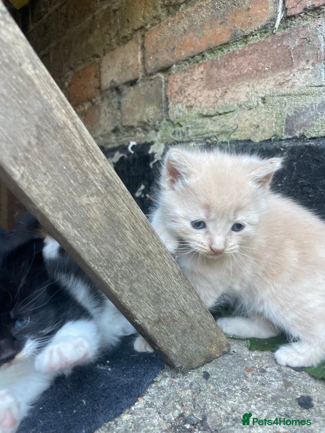 Mixed Breed cats for sale: Kittens for sale  - Image 40