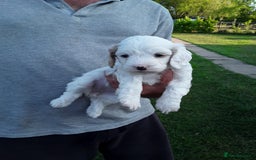 Cavapoo dogs for sale: Cavapoo in Pulborough - Image 1