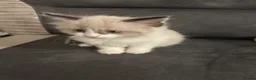 Mixed Breed cats for sale: 1 mother and 3 adorable kittens  - Advert 6