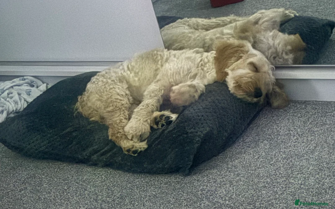 Cockapoo dogs for sale: Teddy in Exeter - Advert 1