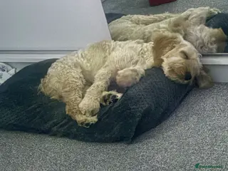 Cockapoo dogs Teddy - Advert 1