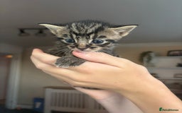 Mixed Breed cats for sale: Three tabby cats.  - Image 5