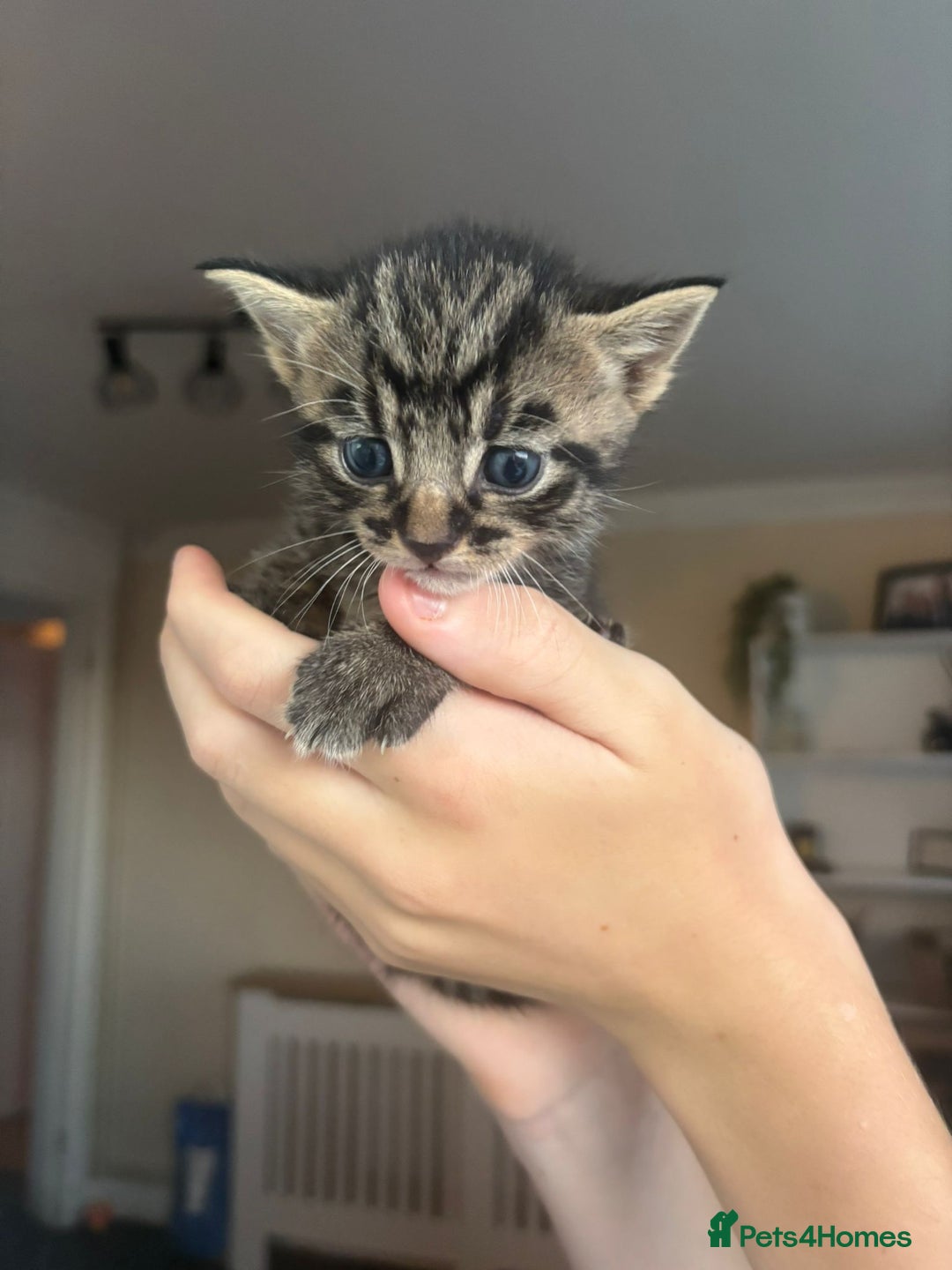 Mixed Breed cats for sale: Three tabby cats.  - Image 5
