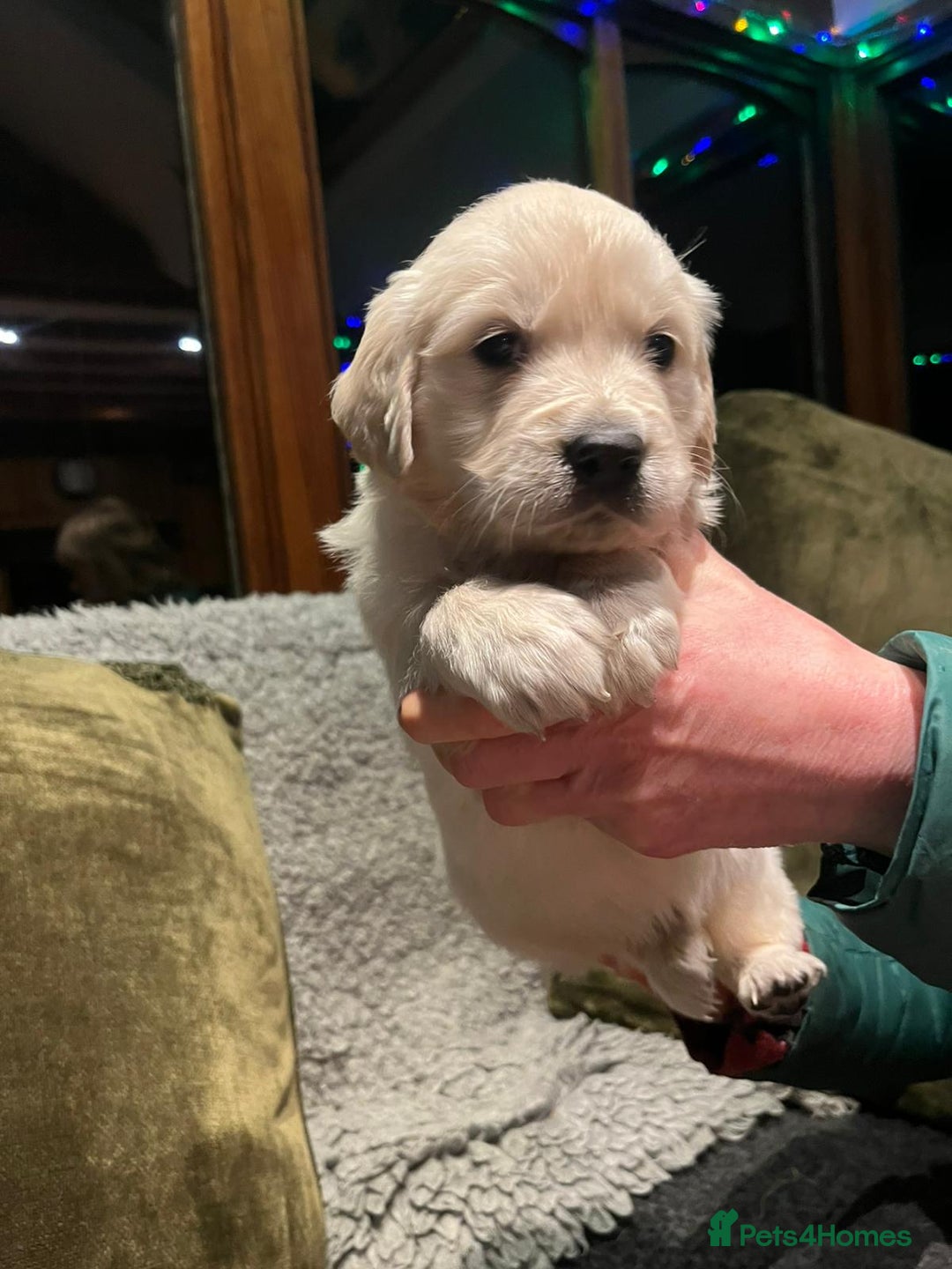 Golden Retriever dogs for sale: Beautiful Goldies - Advert 7