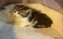 Munchkin cats for sale: Full Pedigree Munchkin Kittens  - Image 4
