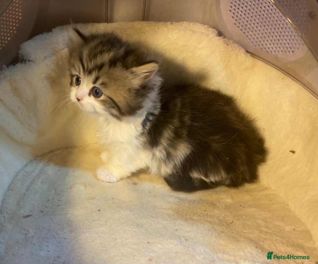 Munchkin cats for sale: Full Pedigree Munchkin Kittens  - Image 4