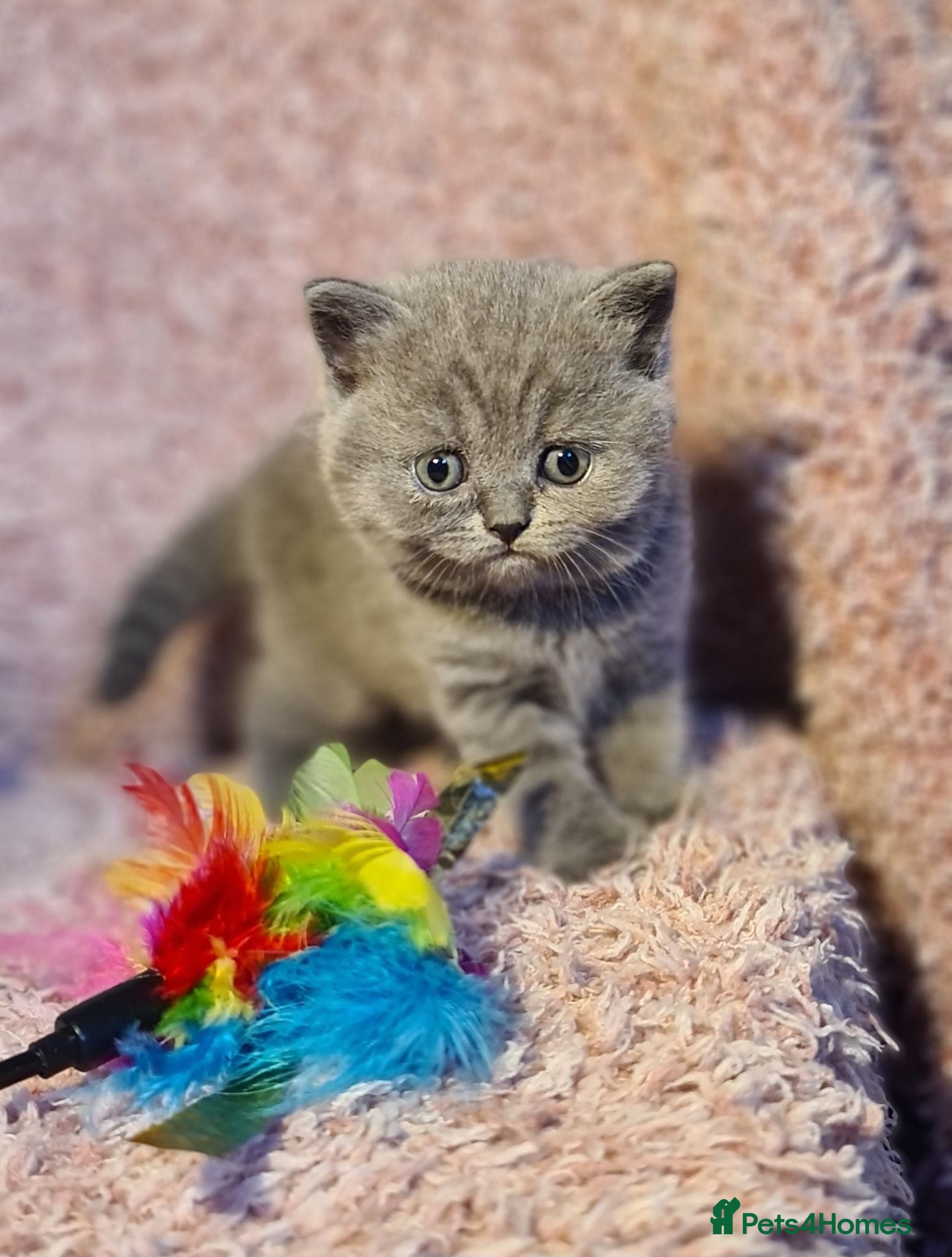 British Shorthair cats Full vaccination&Register GCCF BSH kittens 💝💙 - Advert 2