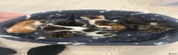Mixed Breed cats for sale: Beautiful kittens for sale  - Advert 7