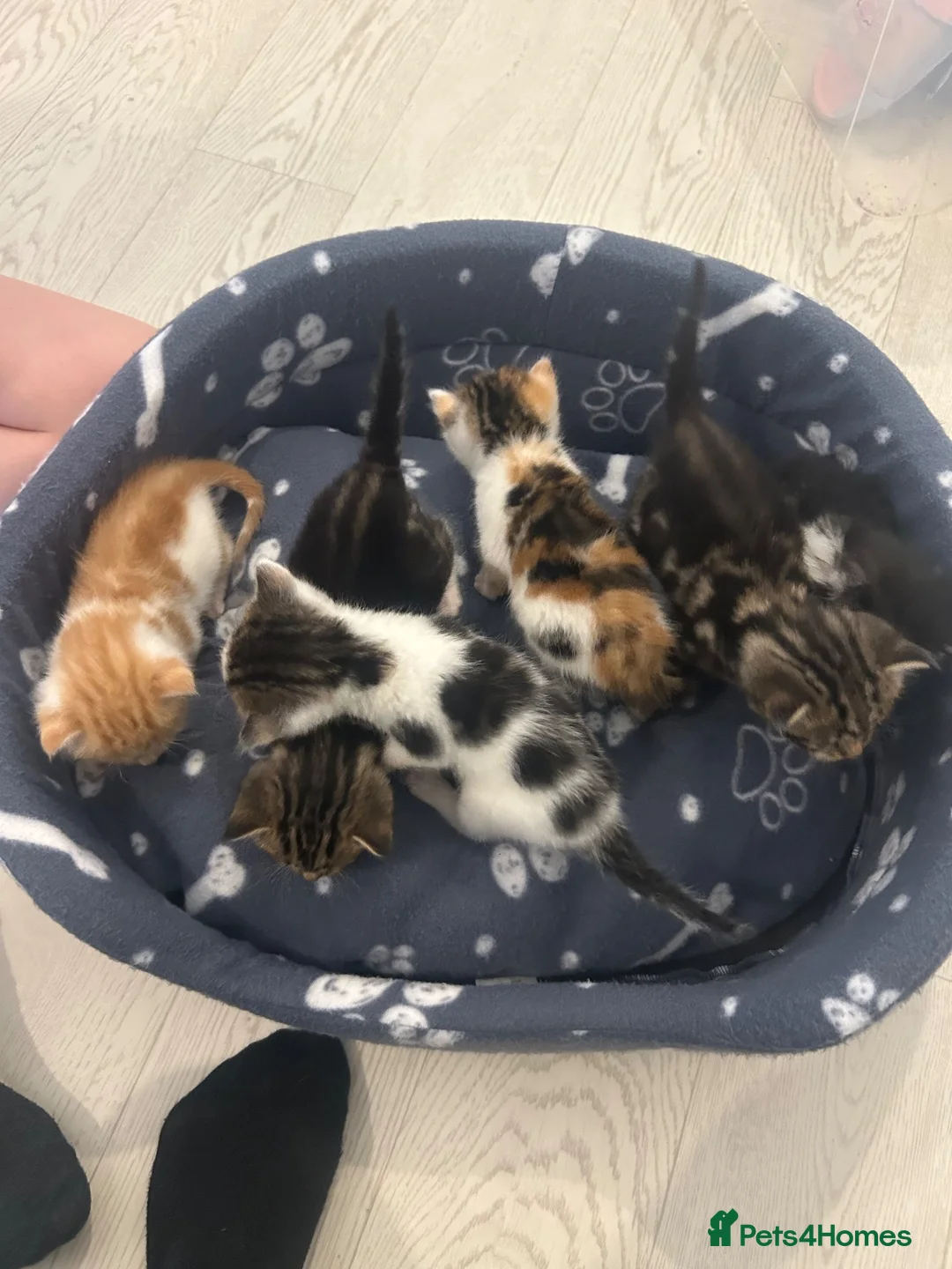 Mixed Breed cats for sale: Beautiful kittens for sale  - Advert 7