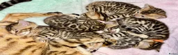 Bengal cats for sale: 🎬 Little Leopard Diaries | TICA Bengal Kittens 🌟 - Advert 23