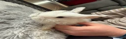 Dwarf Lop rabbits for sale: Baby kits for sale.  - Advert 8