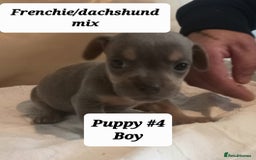 Mixed Breed dogs for sale: Frenchie/Dachshund puppies - Image 9