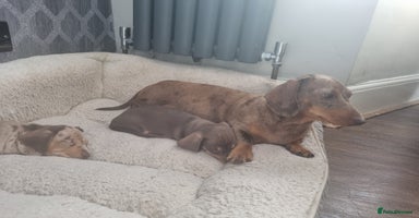 Miniature Dachshund dogs - Advert 1