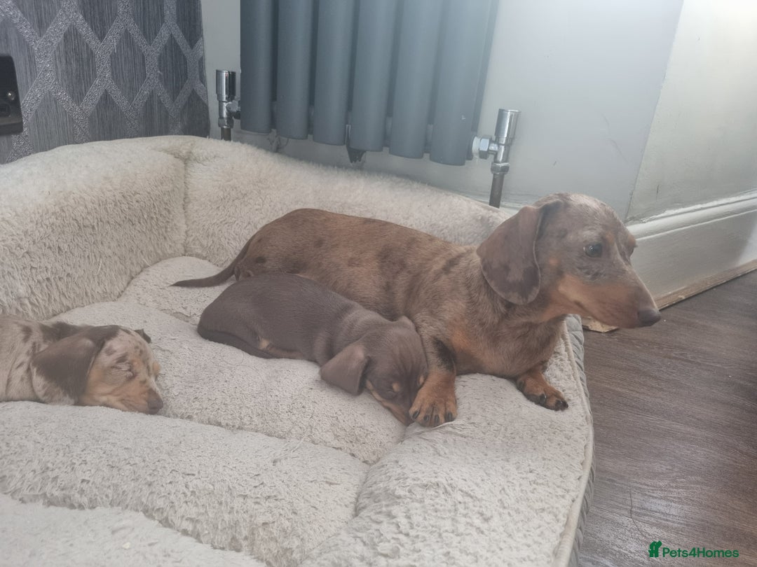 Miniature Dachshund dogs for sale: Kc registered  super mini  dachshunds  - Image 4