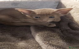 Oriental cats for sale: Full Pedigree Oriental 3 Kittens XL size ears GCCF - Image 24
