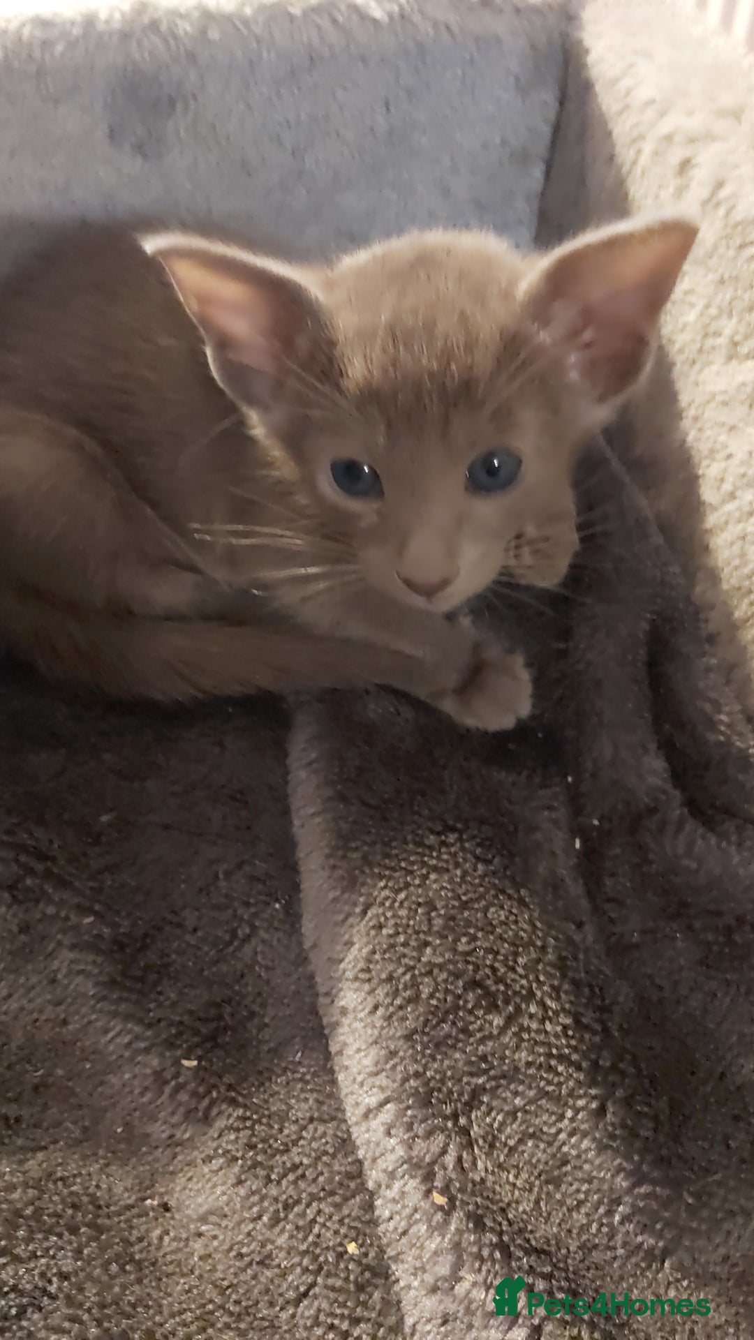 Oriental cats for sale: Full Pedigree Oriental 3 Kittens XL size ears GCCF - Image 24