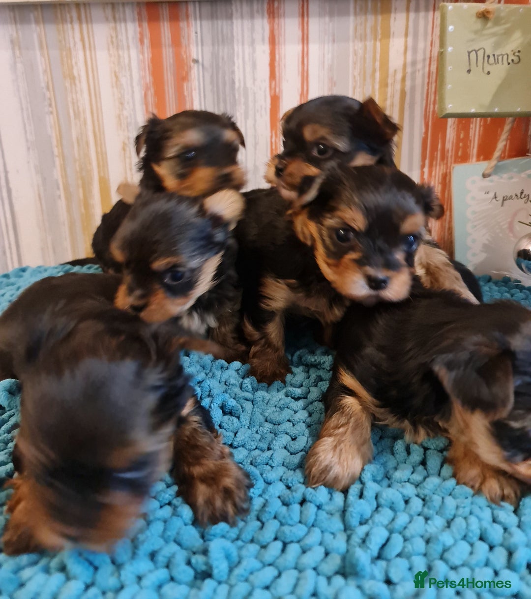 Yorkshire Terrier dogs for sale: Mini Yorkshire Terrier - Advert 2