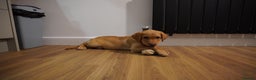 Labrador Retriever dogs for sale: Stunning KC Fox Red & Yellow Labrador Puppies - Advert 30