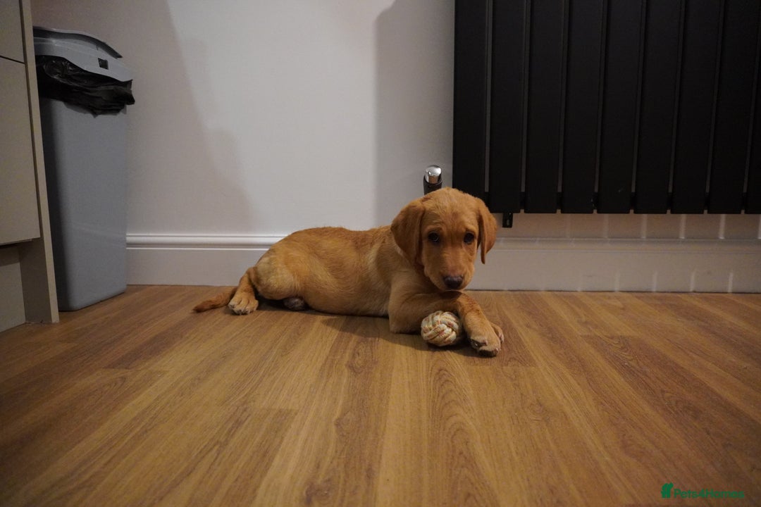 Labrador Retriever dogs for sale: Stunning KC Fox Red & Yellow Labrador Puppies - Advert 30