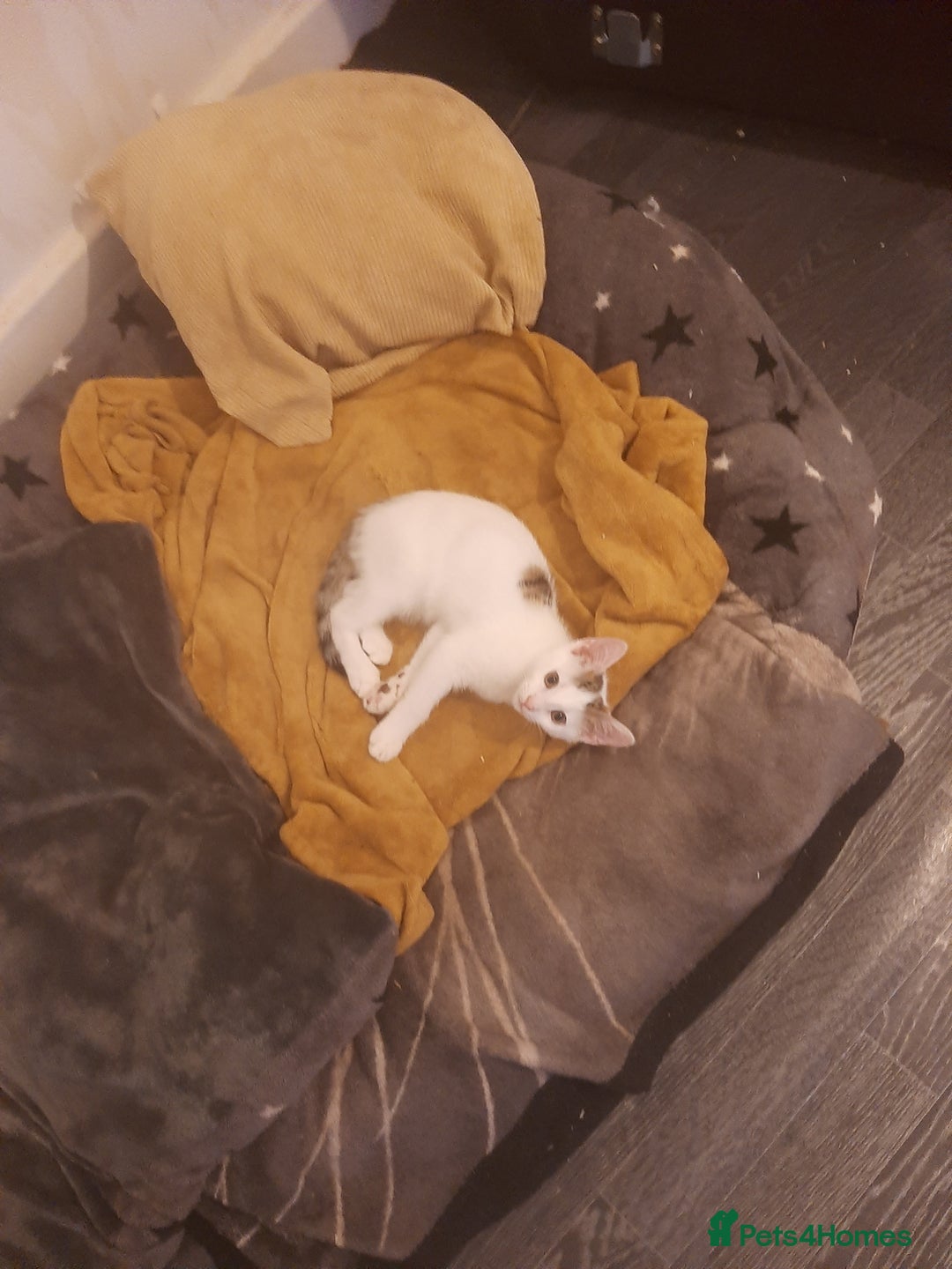 British Shorthair cats for sale: Miss or mr - Image 1