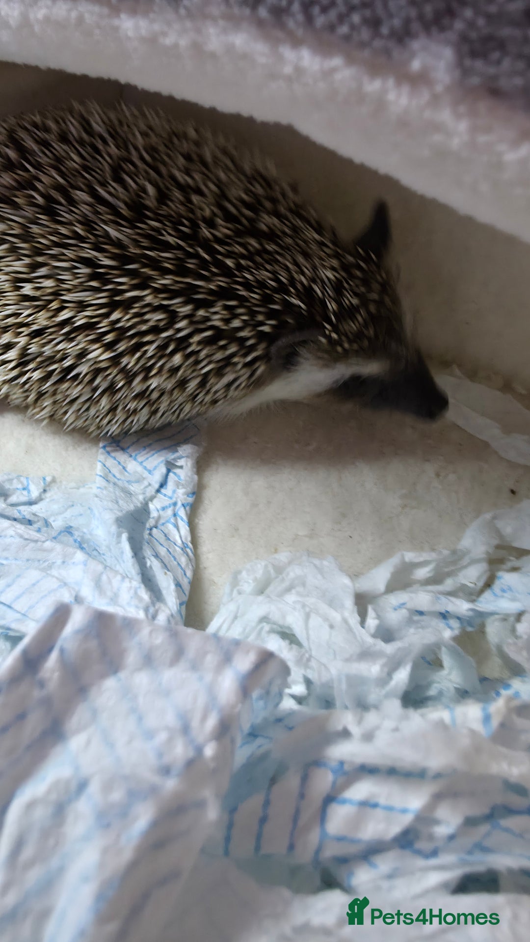 Pygmy Hedgehog rodents for sale: African Pygmy Hedgehog Male 9 months - Advert 4