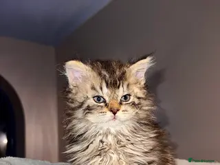 Selkirk Rex cats Stunning Selkirk rex kittens - Advert 4