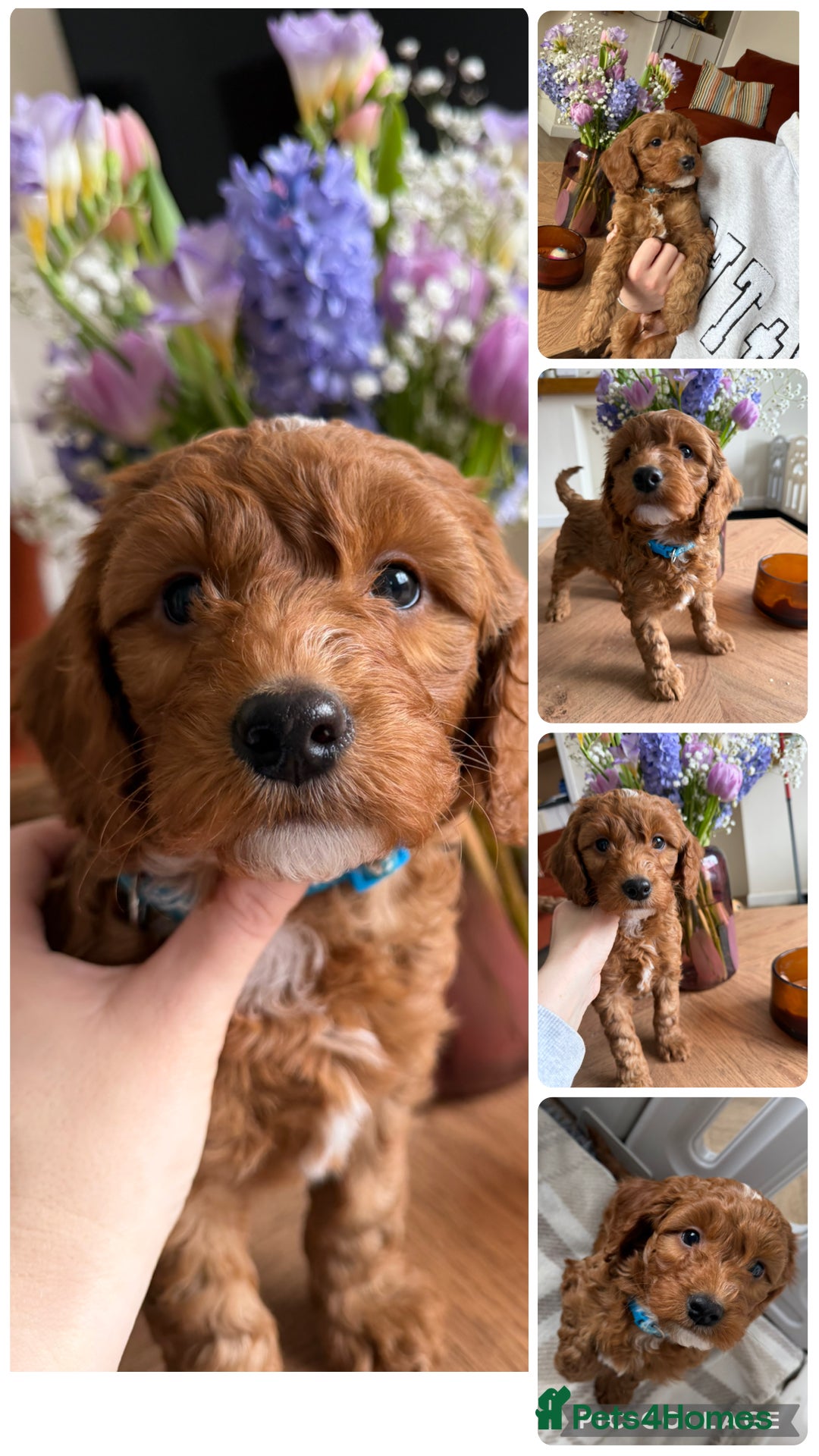 Cockapoo dogs 🌸🌸Extensively health tested F1 Cockapoo’s🌸🌸 - Advert 13