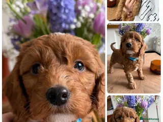 Cockapoo dogs 🌸🌸Extensively health tested F1 Cockapoo’s🌸🌸 - Advert 13