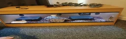 Python Snake reptiles for sale: Female python  in Clitheroe - Advert 5