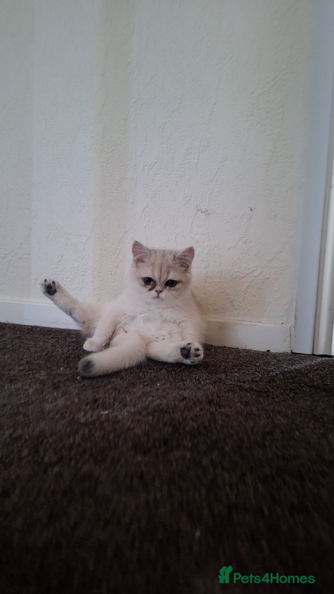 British Shorthair cats for sale: Little funny adorable girl  - Image 20