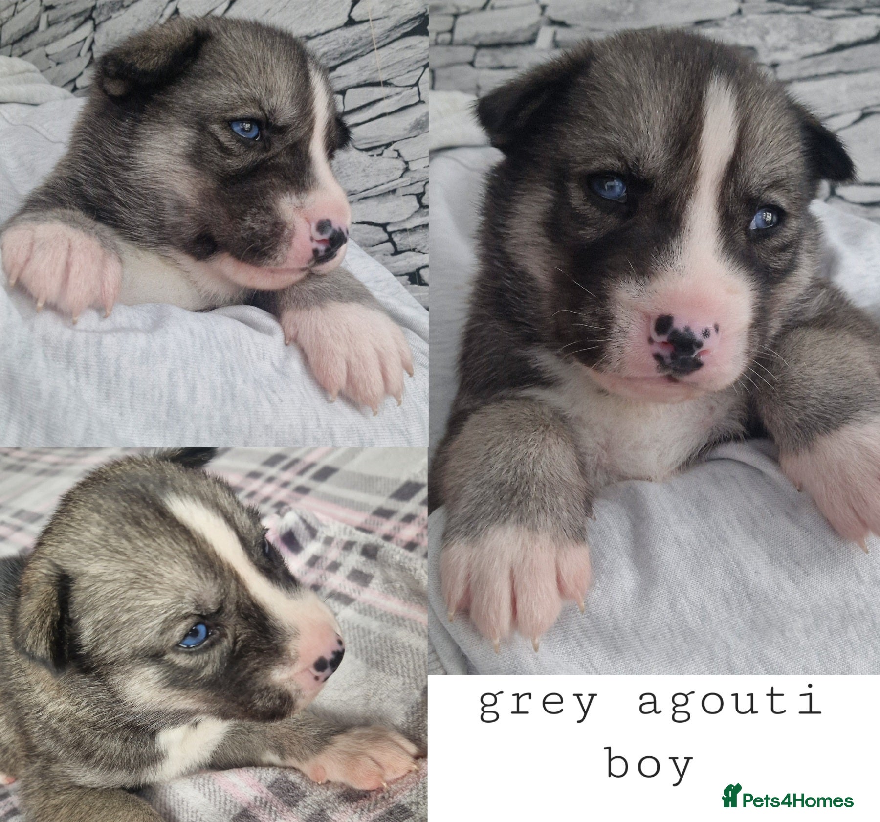 Siberian Husky dogs  Beautiful full breed siberian husky Puppies ❤️ - Advert 17