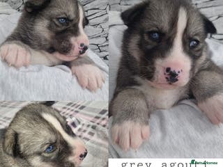 Siberian Husky dogs Beautiful full breed siberian husky Puppies ❤️ - Advert 4