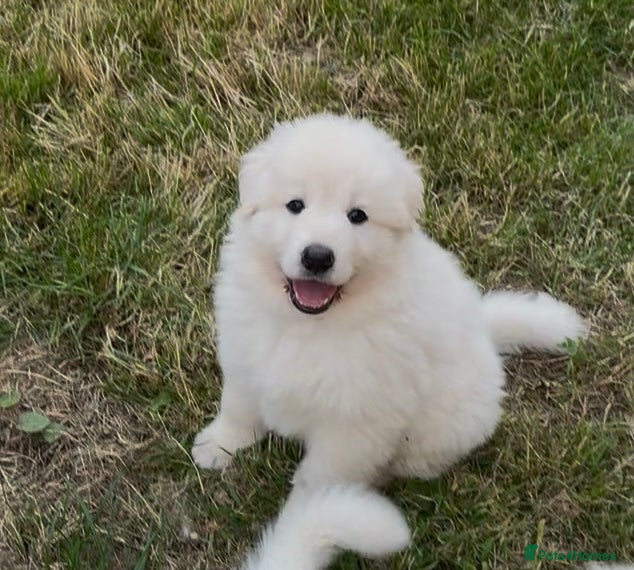 German Shepherd dogs Stunning ICE white KC long haired GSD pups  - Advert 2