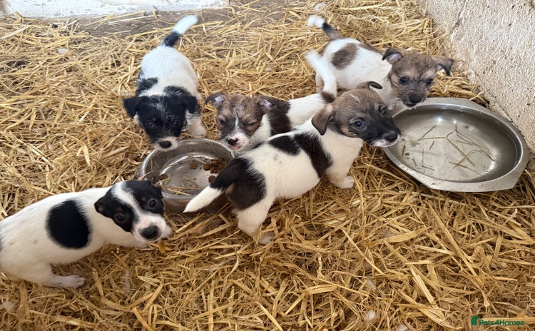 Jack Russell dogs - Advert 2