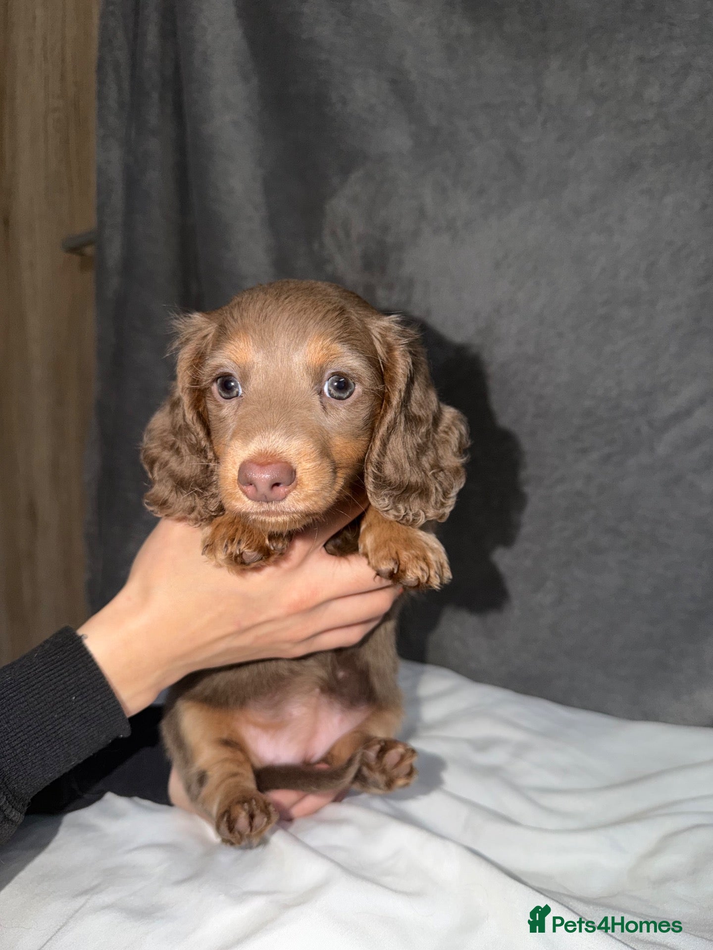 Dachshund dogs Dachshund puppies - Advert 3