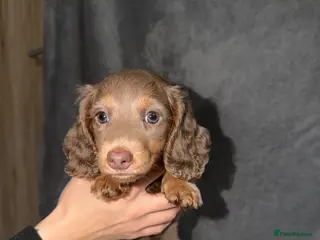 Dachshund dogs Dachshund puppies - Advert 1