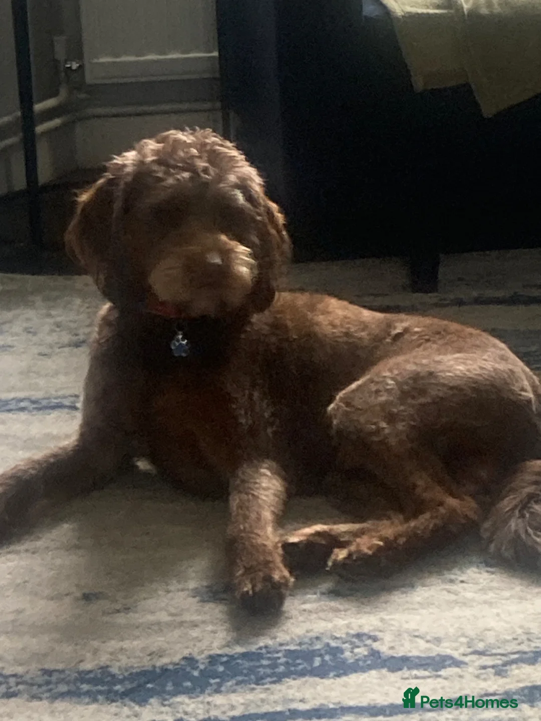 Labradoodle dogs for sale: Labradoodle  in Cambridge - Advert 2