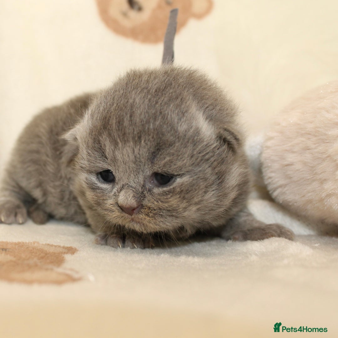British Shorthair cats for sale: Gccf blue British shorthairs *ready November* - Image 9